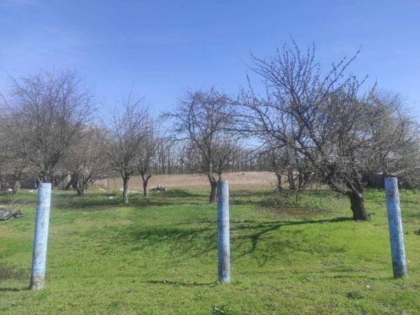 Sale land Mirne,  Borispol`, Kiev oblast ID 518645