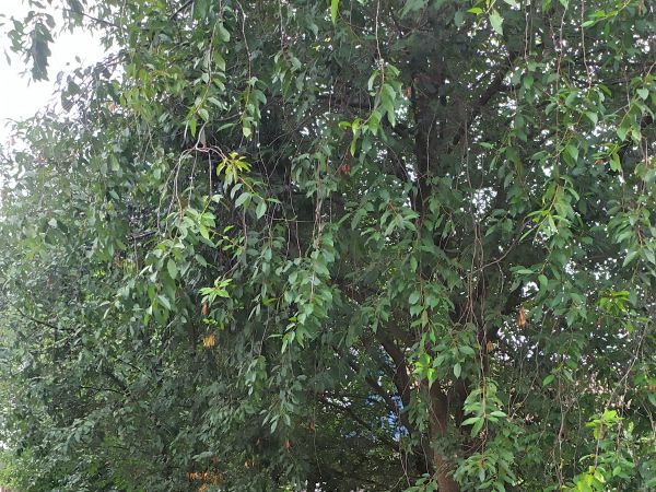 Sale houses Sadova 18, Sviatoshinskii,  Kiev, Kiev oblast ID 519330