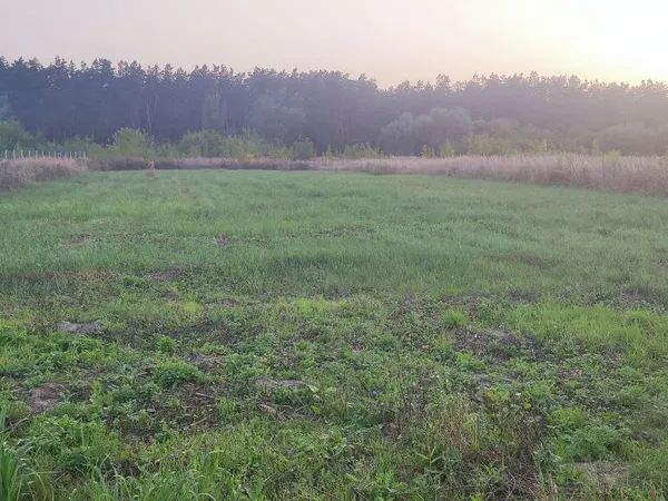 Sale land Zal�zne,  Vasil`kov, Kiev oblast ID 520352