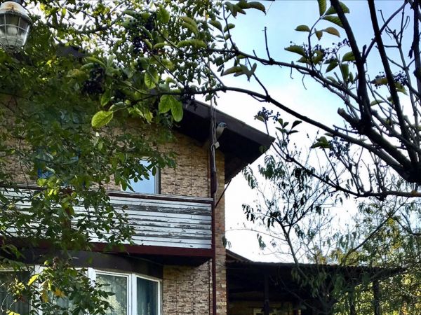 Rent houses Peregonivka,  Obuhov, Kiev oblast ID 522609