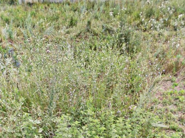 Rent land fontanka,  , Odessa oblast ID 529158